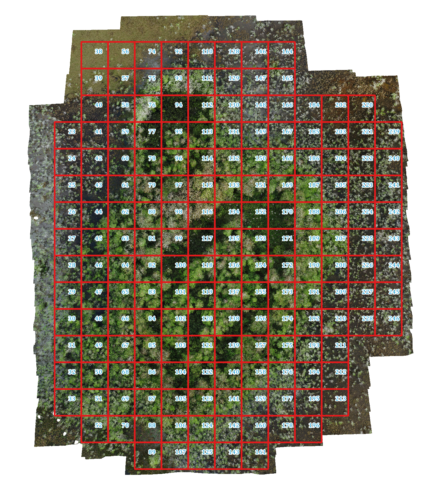 forest plot